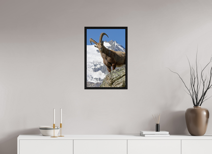 Bouquetin / Ibex