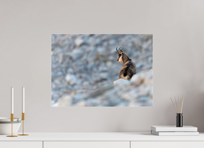Chamois