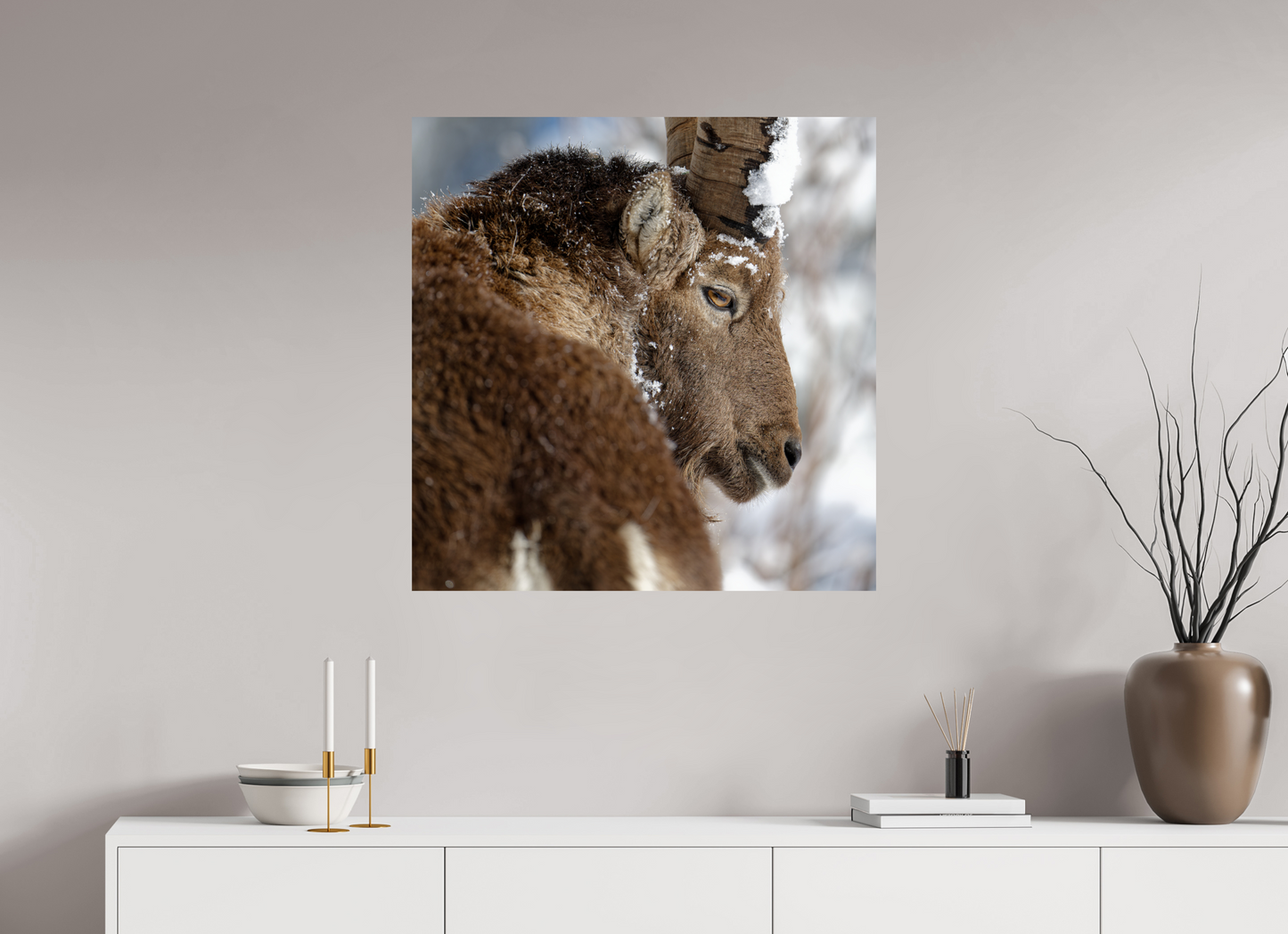 Bouquetin / Ibex