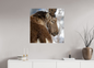 Bouquetin / Ibex