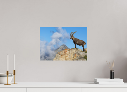 Bouquetin / Ibex
