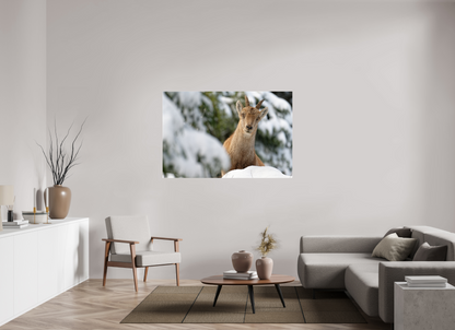 Bouquetin / Ibex