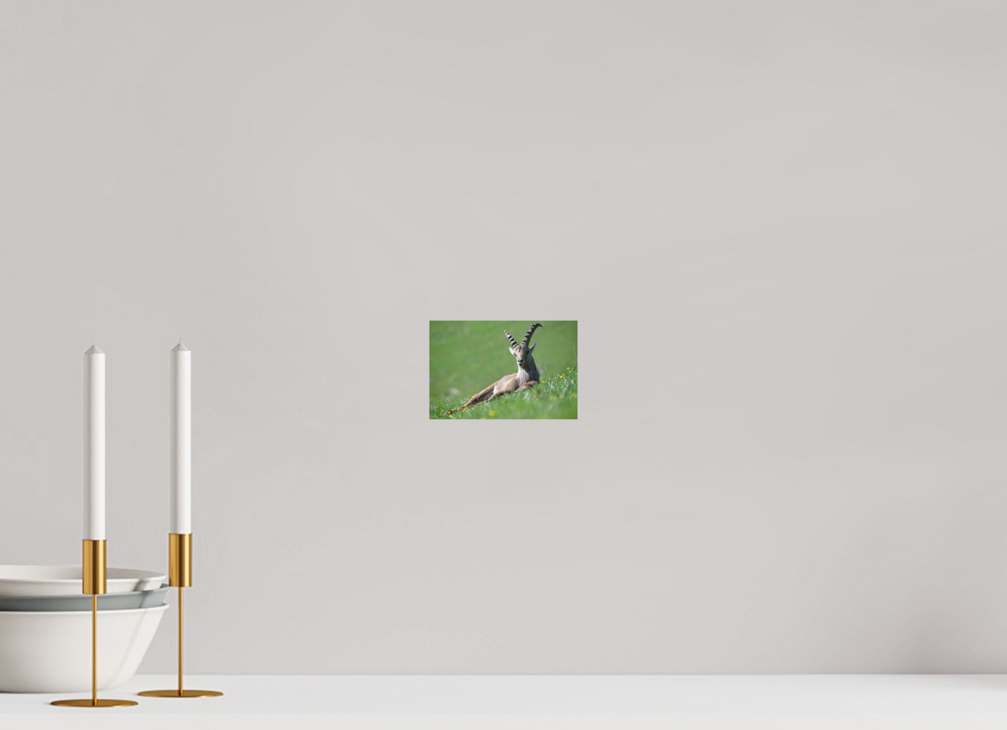 Bouquetin / Ibex