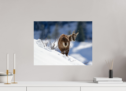 Chamois