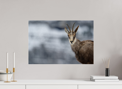 Chamois