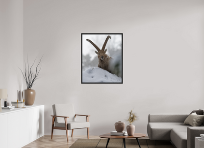 Bouquetin / Ibex