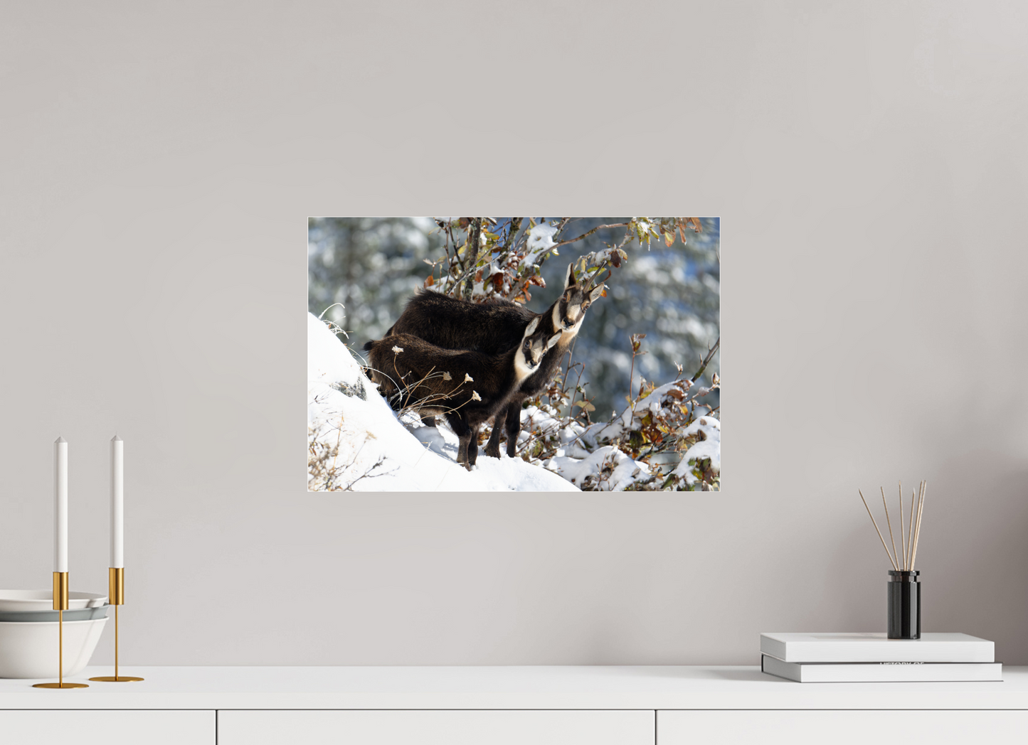 Chamois