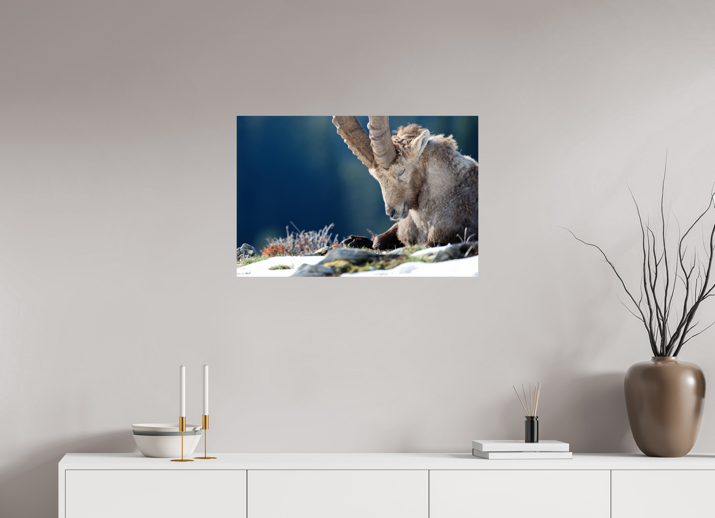Bouquetin / Ibex