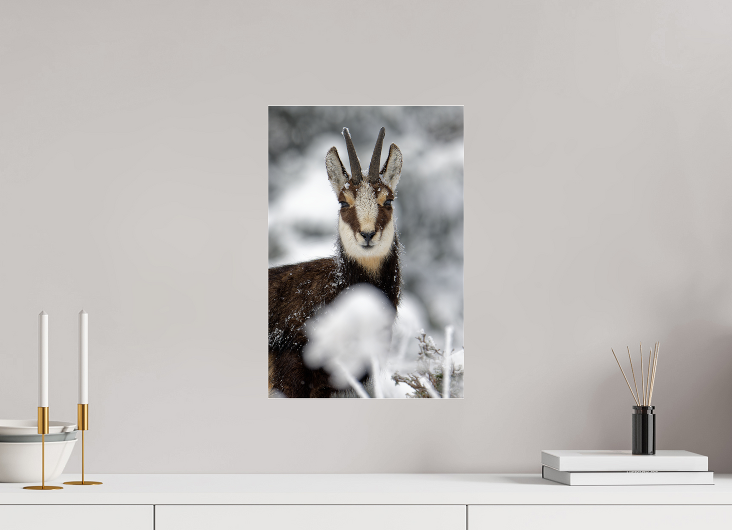 Chamois