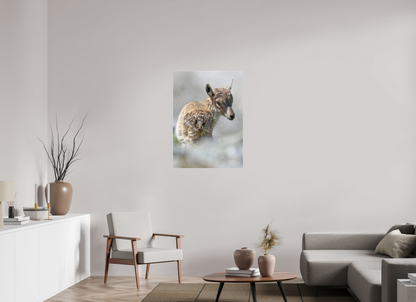 Bouquetin / Ibex