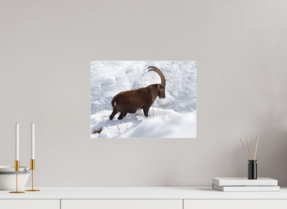 Bouquetin / Ibex