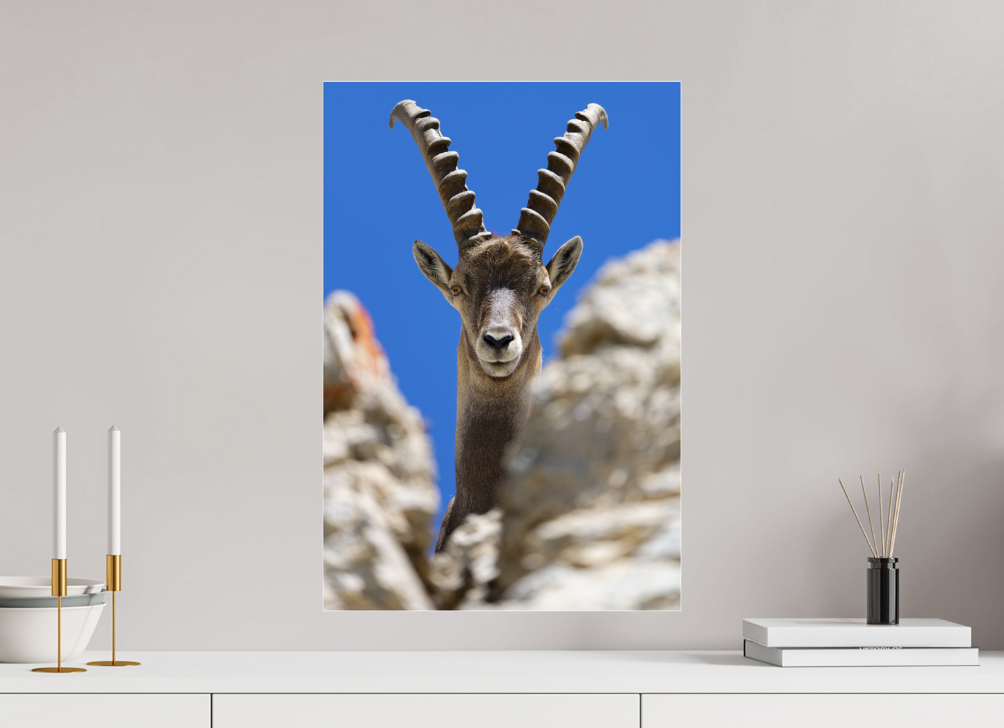 Bouquetin / Ibex
