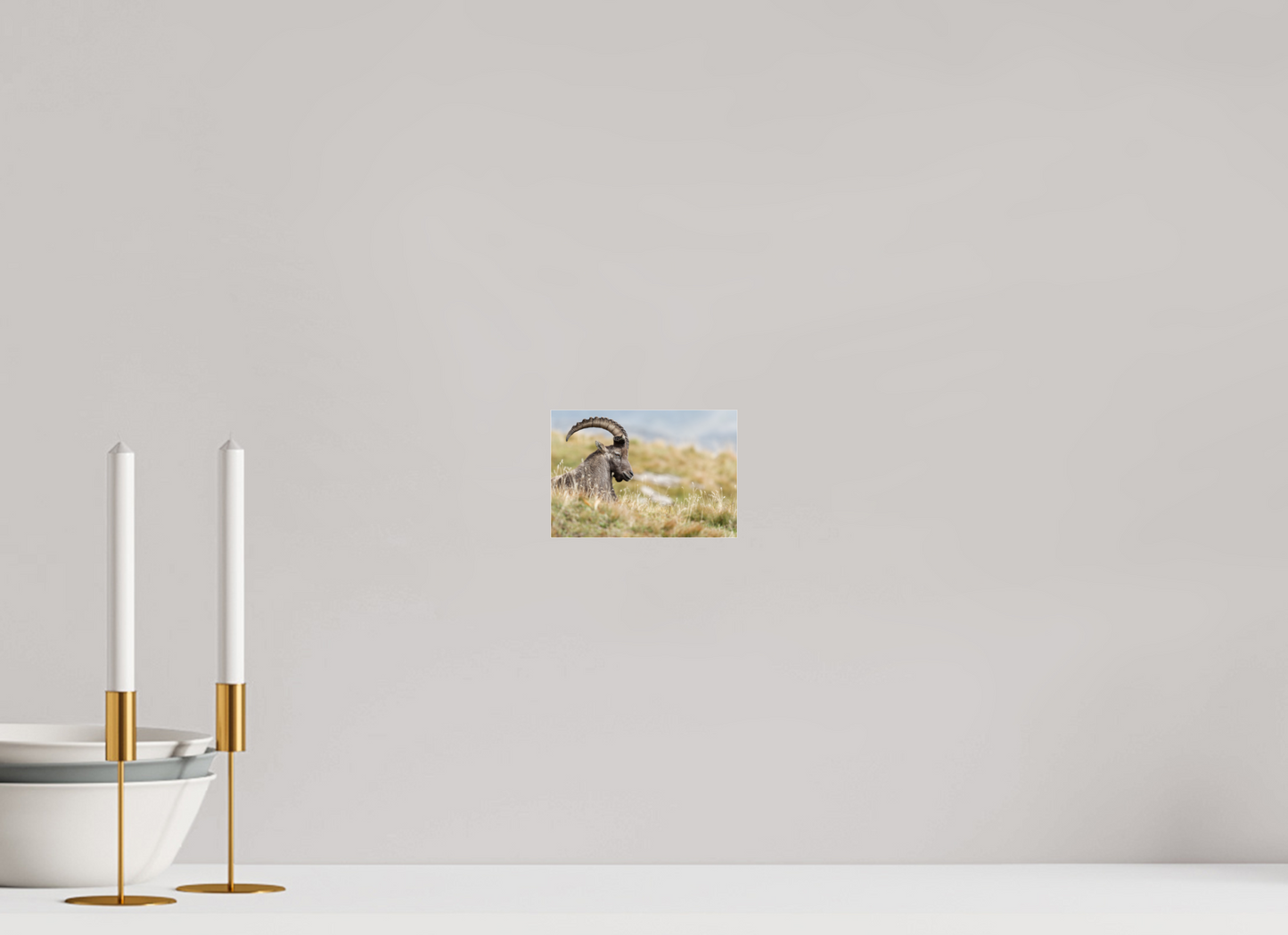 Bouquetin / Ibex