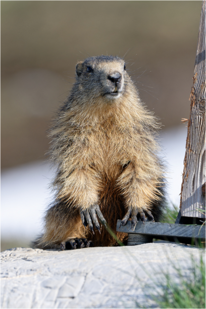 Marmotte / Groundhog