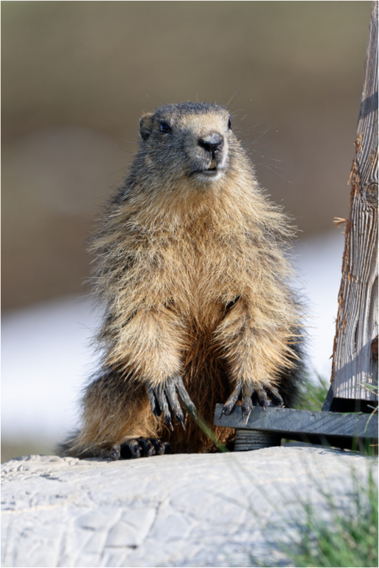 Marmotte / Groundhog