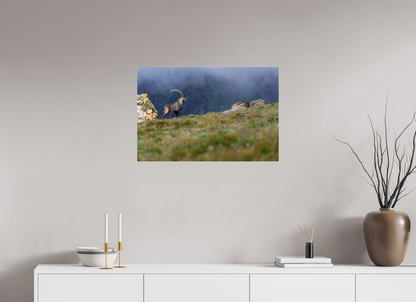 Bouquetin / Ibex