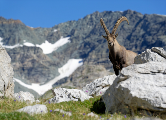 Bouquetin / Ibex