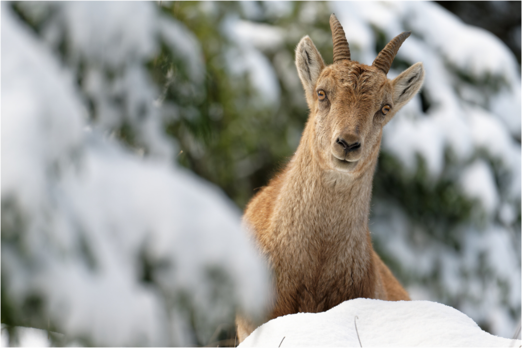 Bouquetin / Ibex