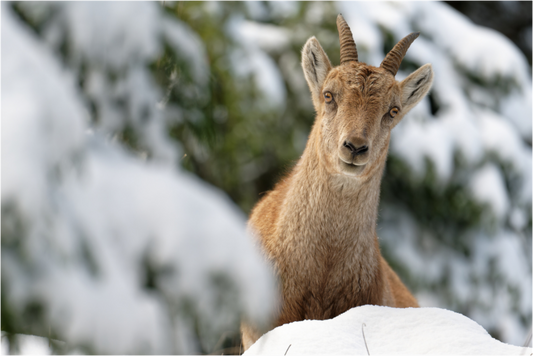Bouquetin / Ibex