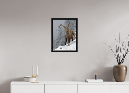 Bouquetin / Ibex
