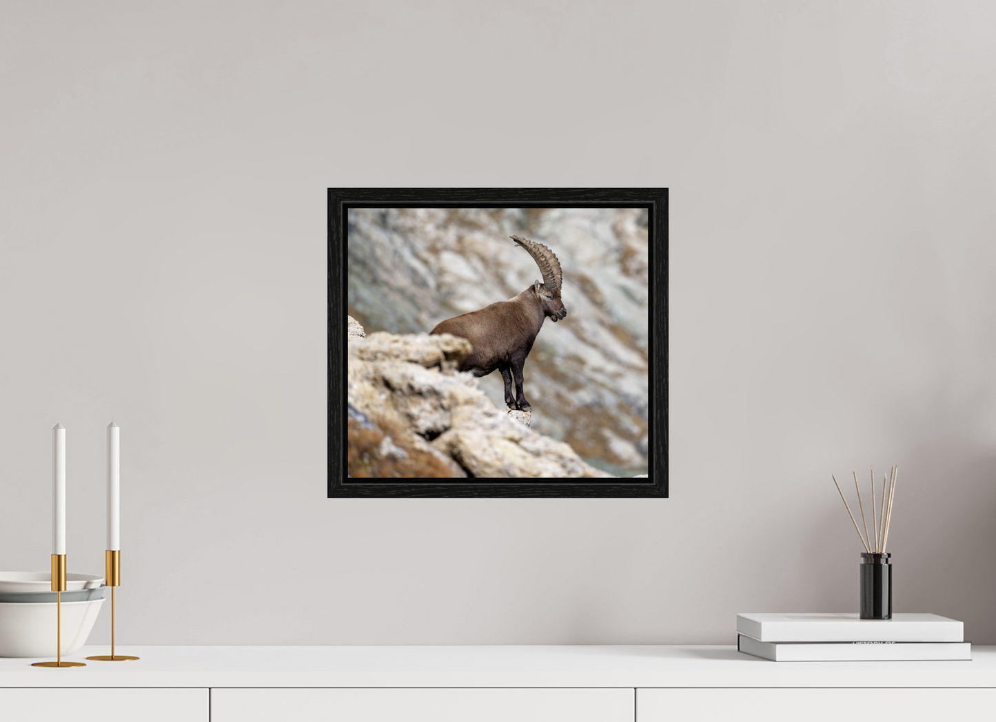 Bouquetin / Ibex