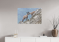 Bouquetin / Ibex