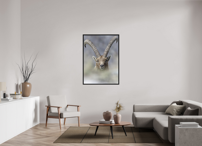 Bouquetin / Ibex