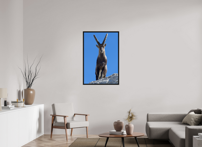 Bouquetin / Ibex