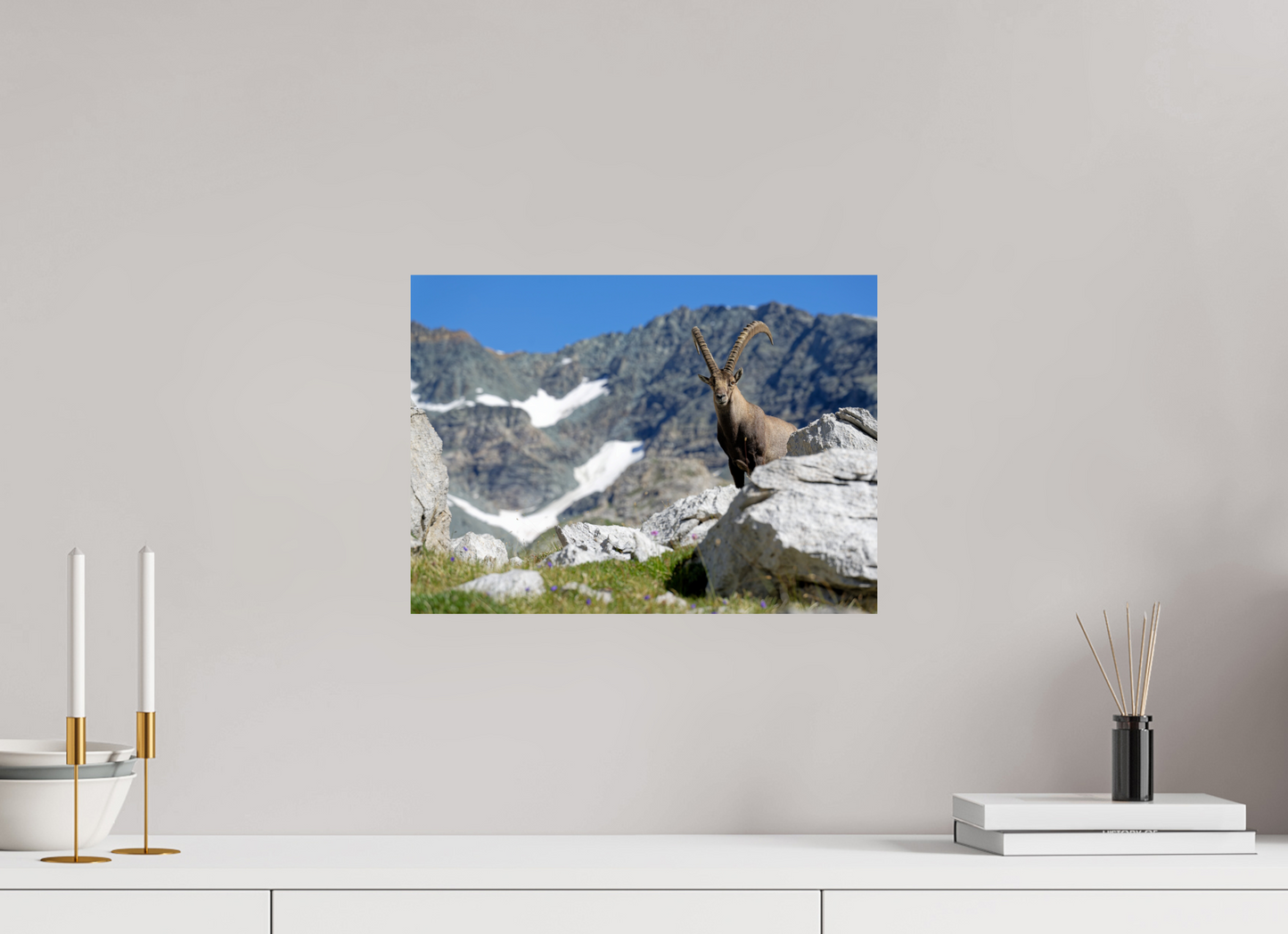 Bouquetin / Ibex