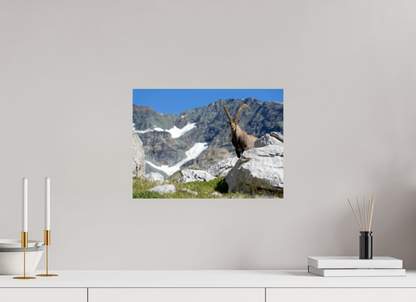 Bouquetin / Ibex