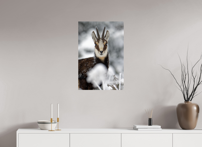 Chamois