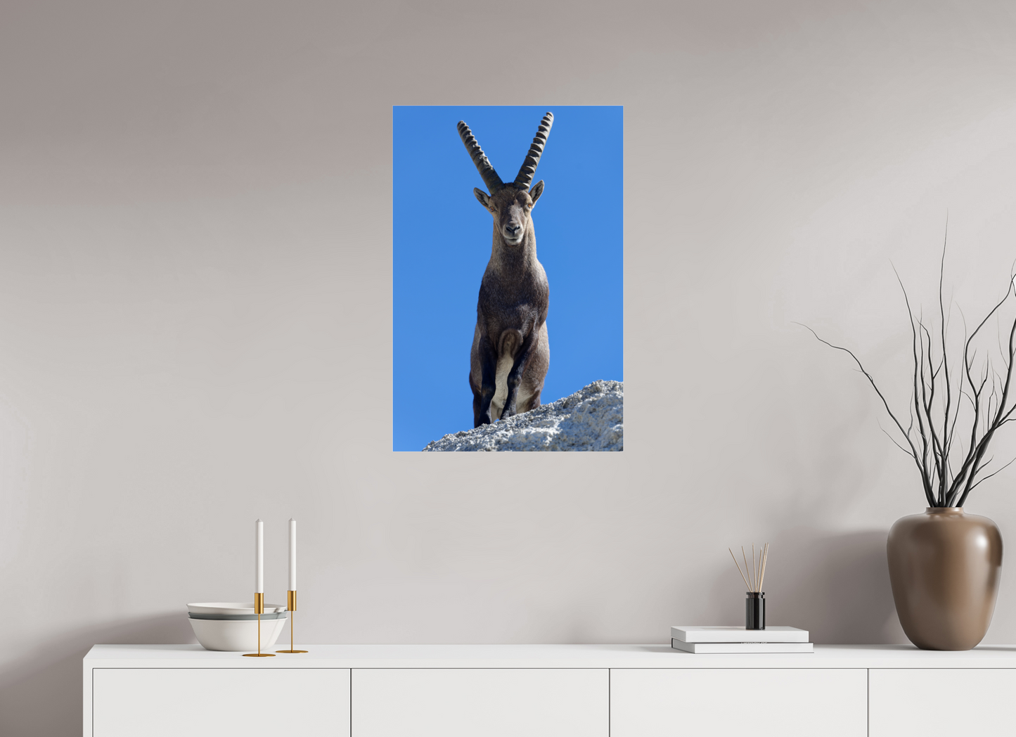Bouquetin / Ibex