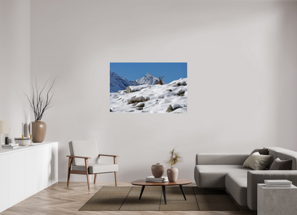 Bouquetin / Ibex