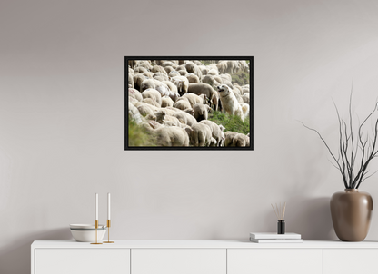Autres animaux / Other animals