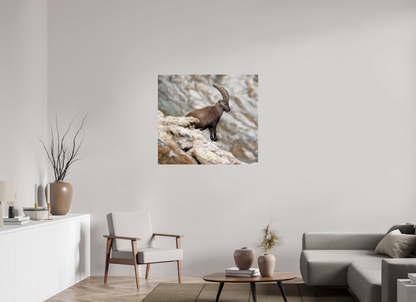 Bouquetin / Ibex