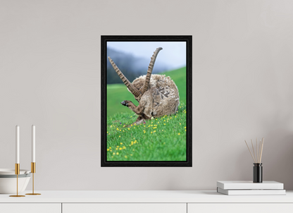 Bouquetin / Ibex
