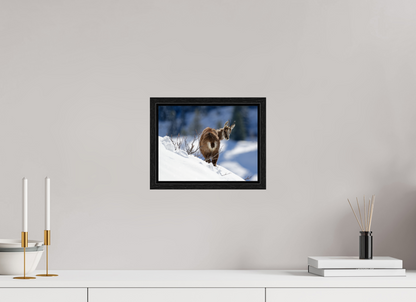 Chamois