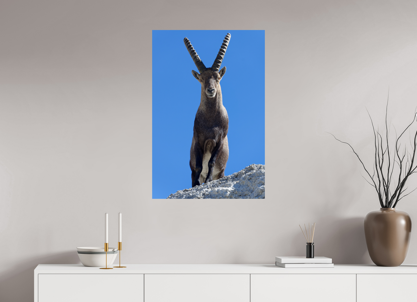 Bouquetin / Ibex