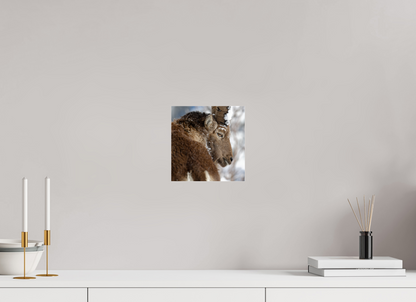 Bouquetin / Ibex