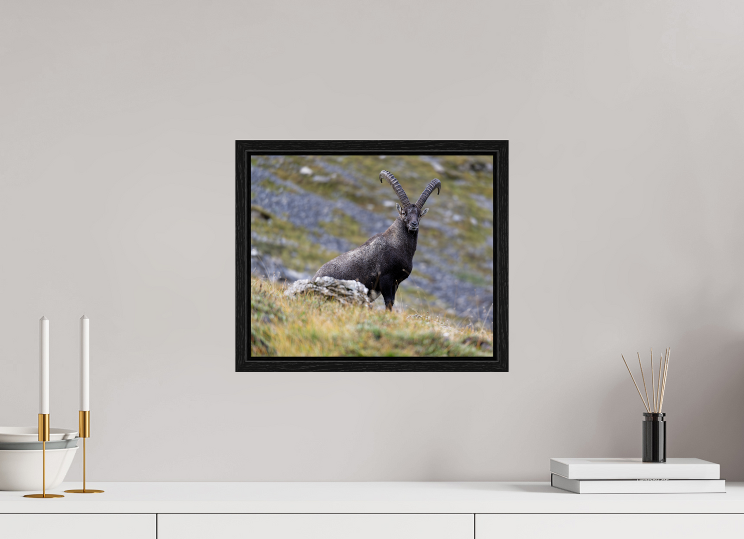 Bouquetin / Ibex
