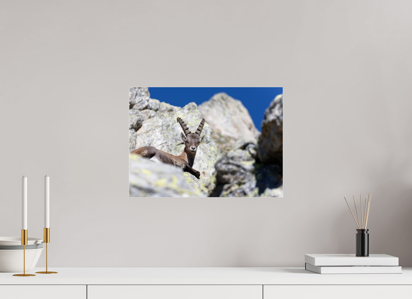 Bouquetin / Ibex