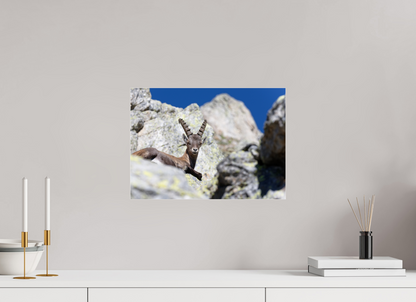 Bouquetin / Ibex
