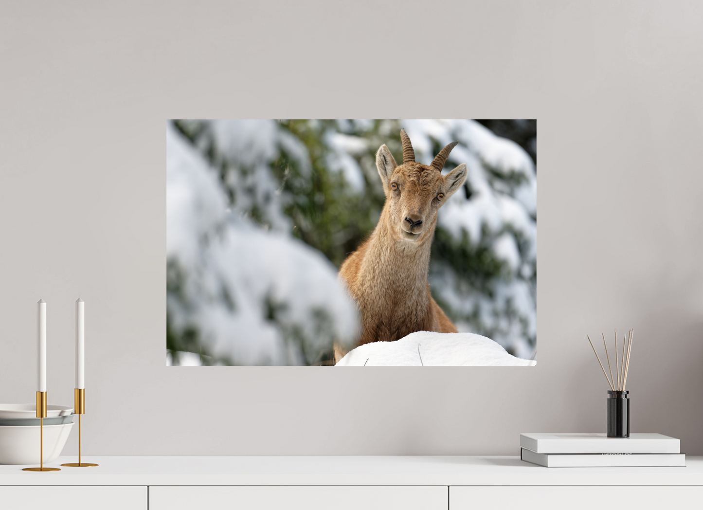 Bouquetin / Ibex