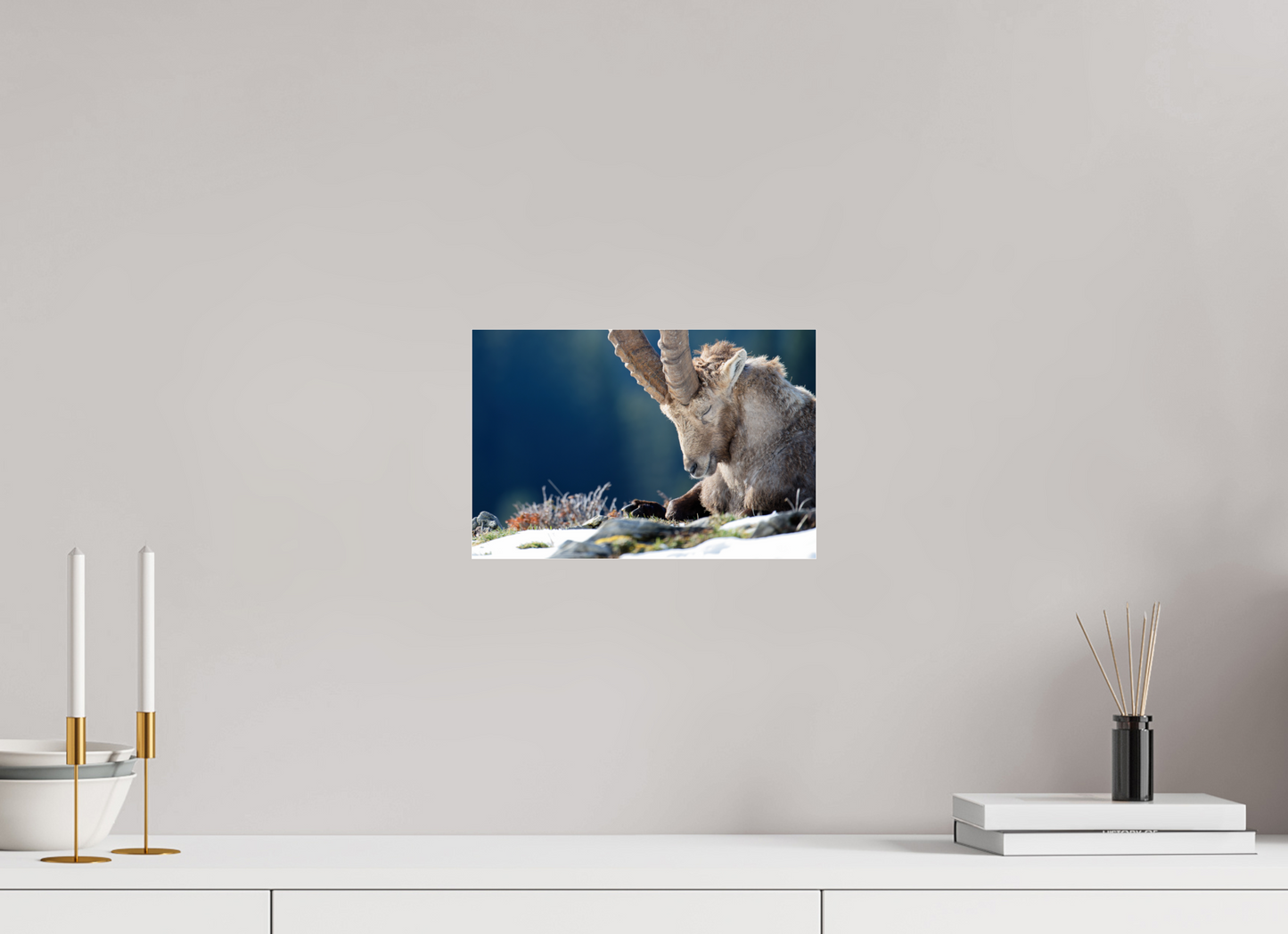 Bouquetin / Ibex