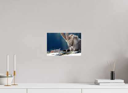 Bouquetin / Ibex