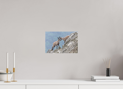 Bouquetin / Ibex