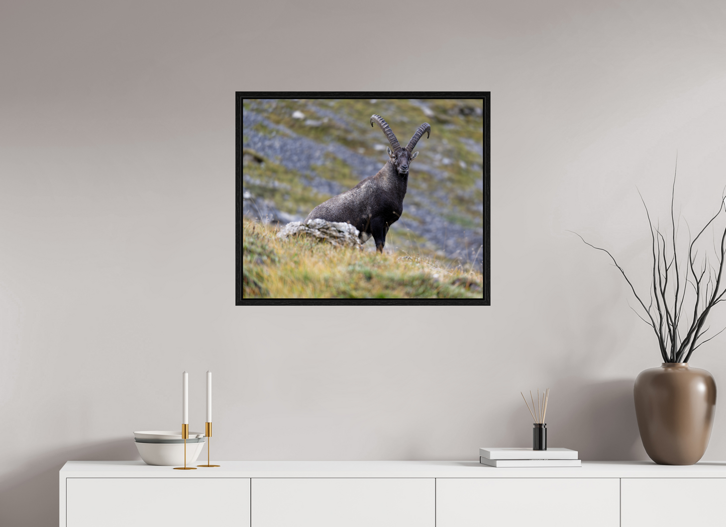 Bouquetin / Ibex