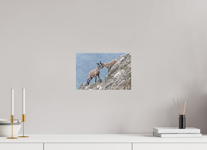 Bouquetin / Ibex