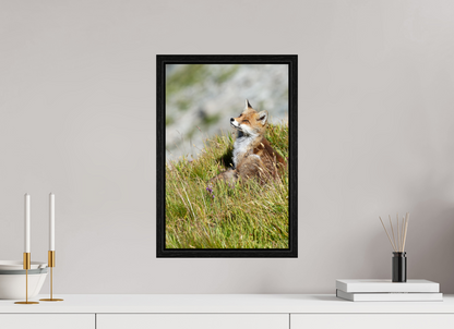Autres animaux / Other animals