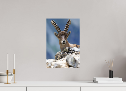 Bouquetin / Ibex